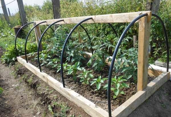 This greenhouse can be used not only for growing peppers or eggplant. Having grown the side racks, if necessary, it will be possible to tie up cucumbers or tomatoes