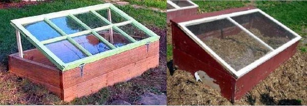 A simple framed greenhouse: a wooden enclosure to which an old window frame is hinged