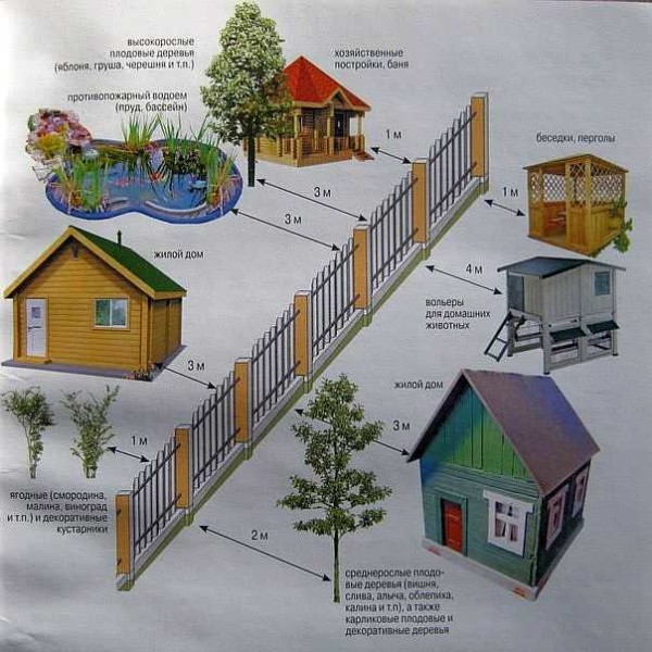 Distances from the fence to plants recommended by SNiP