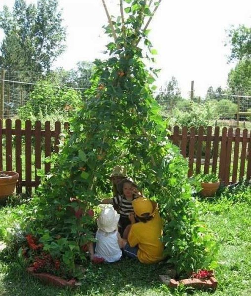 Several poles, folded into a hut, will braid a bindweed in a few weeks
