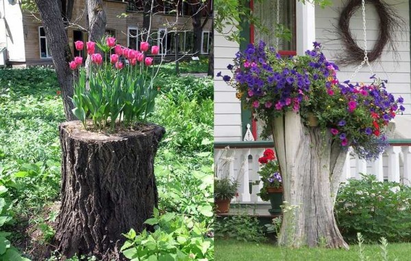 And even a tree stump on a spring day ...