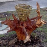 Variations on the theme of stump beds