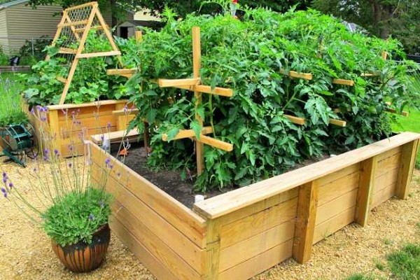 For cucumbers and tomatoes, you need to take care of the garter
