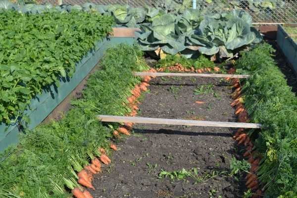 Carrots - one to one. The best in a high bed, although the same variety was planted on a regular one