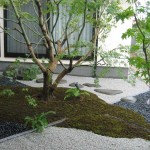 Japanese maple - how to pass by