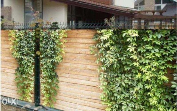 From the side it looks like a wooden one, entwined with ivy. It will be interesting to see in winter))