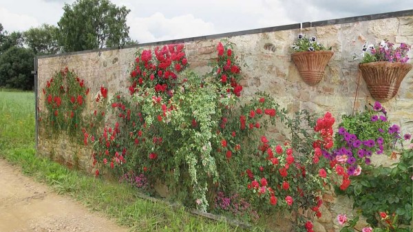 Stone wall and roses