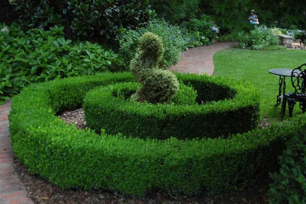 A hedge of evergreen boxwood will delight not only in summer, but also in winter