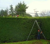 The hedge can be really high))