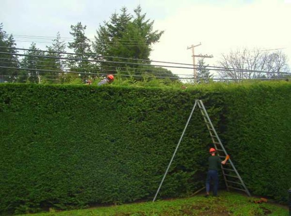 The hedge can be really high))