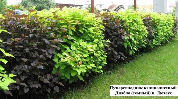 One of the fastest growing green hedge shrubs