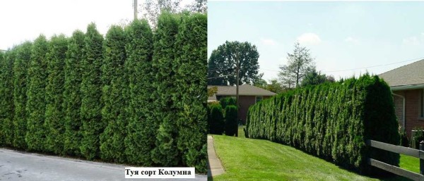 Thuja turns green both in winter and in summer