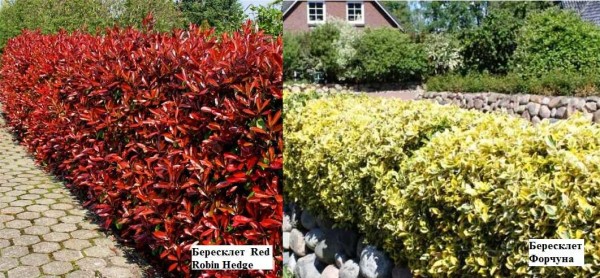 Euonymus hedge