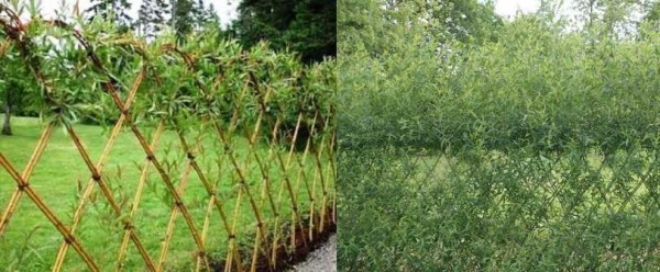 Willow hedge