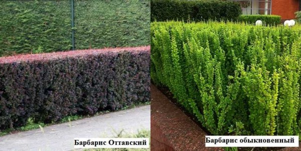 Live fence made of barberry