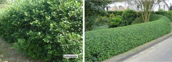 Hawthorn hedge - free growing and sheared