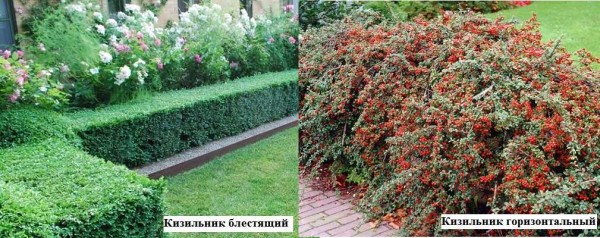 Different types of cotoneaster. One is good for a sheared live fence, the other is good for free growing