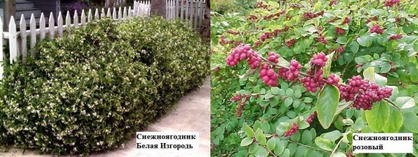 The snowberry is very decorative after the fruit appears. They hang on branches under the snow, for which they got the name