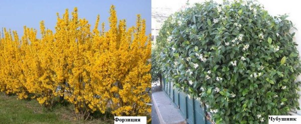 Forsythia blooms very beautifully and abundantly in spring, then overgrows with dense elongated foliage. Chubushnik is not so decorative in color, but its leaf is glossy