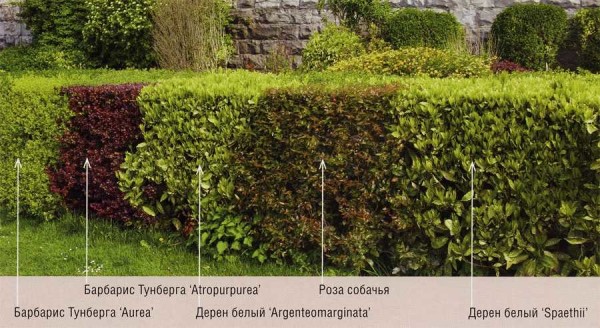 You can make a combined hedge from different plants
