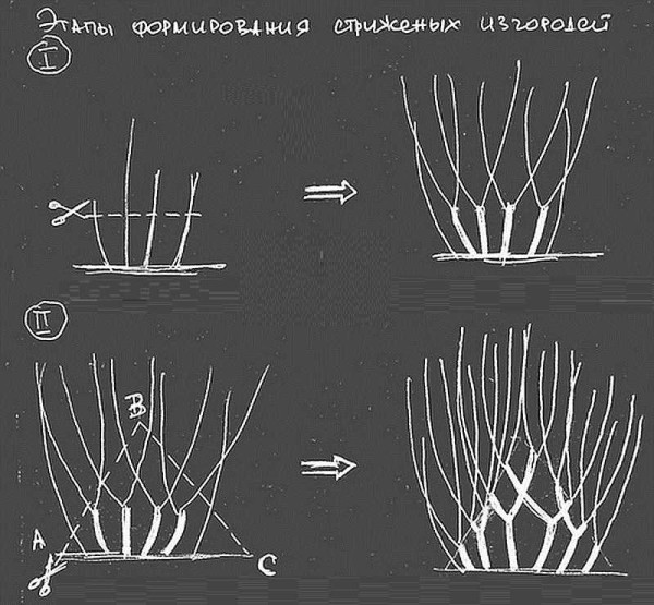 How to trim a hedge to form a skeleton - the first two steps