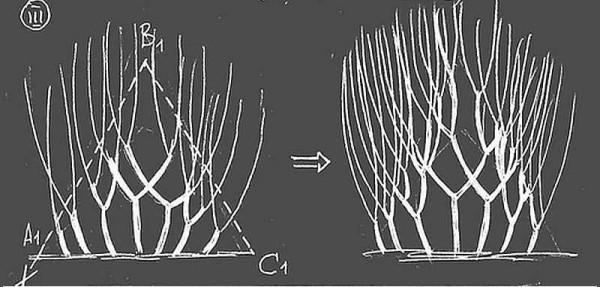 The third stage in the formation of a hedge is forcing in height