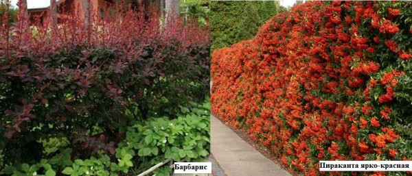 Barberry of different varieties has a different leaf color. Pirkata can bear fruits from bright red odes of yellow, they persist on the branches in winter, until they are eaten by birds