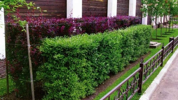 A two-row green hedge can also be stepped