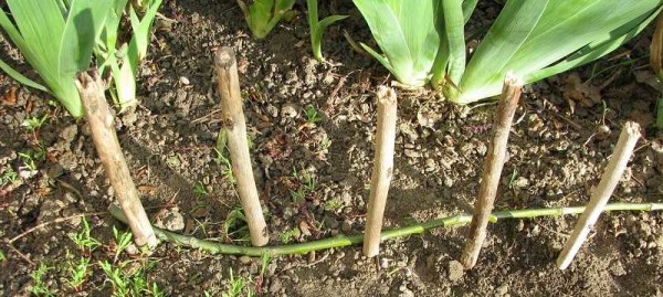 The first rod is laid