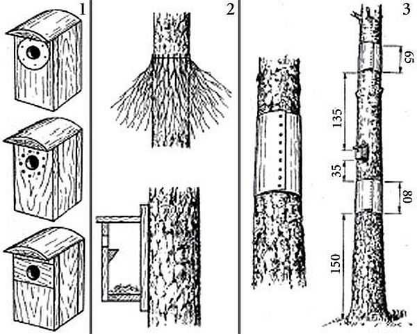 Measures against enemies: 1 - from woodpeckers, 2.3 - from cats