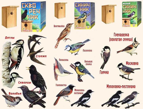 Which birds settle in which birdhouses