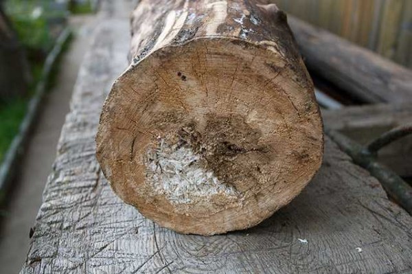 It is advisable to find such an aspen - with a rotted core, but strong edges