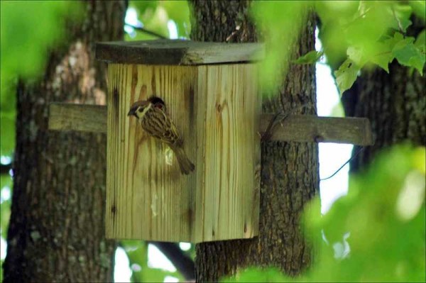 Birds will adapt without a perch