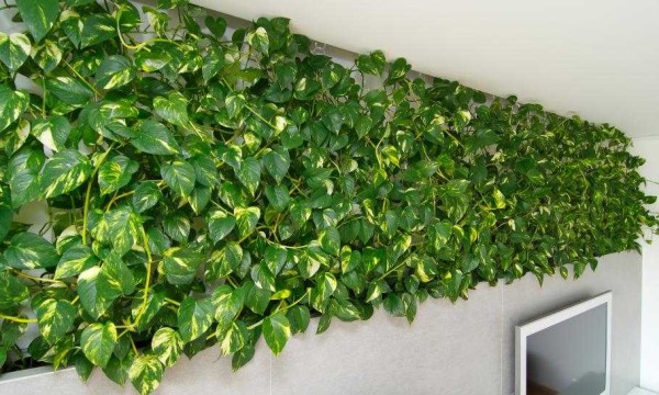 Live border under the ceiling