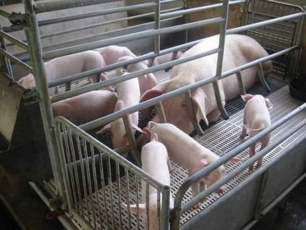 Slatted floors for piglets