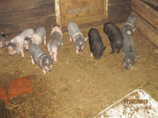 With a large amount of litter, you can keep piglets on an earthen floor
