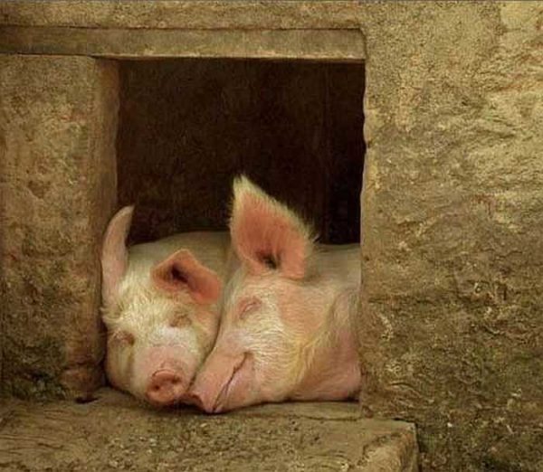 Pigs should be good, then they will grow quickly