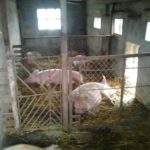 This is a pigsty with a walk from the inside - each barn has its own exit to the street in a fenced-off pen