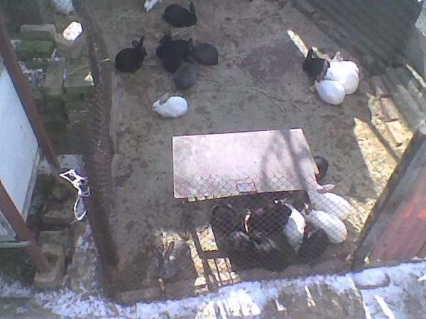 Young cattle corral