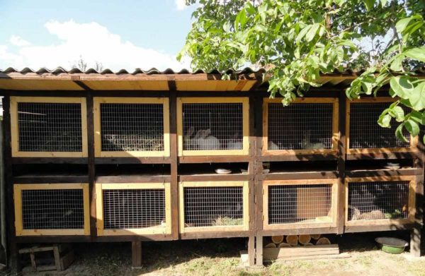 Another option for keeping rabbits outdoors