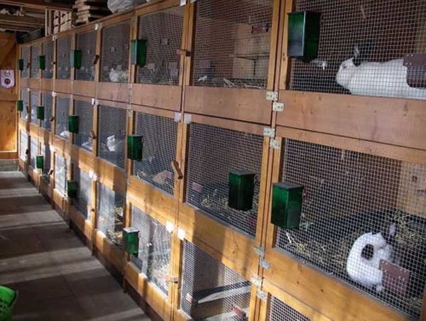 Cages in the rabbitry are rarely placed in three tiers - the lower ones are difficult to maintain