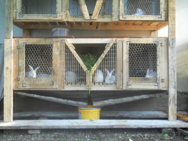 A tray in a rabbit cage can be shared across several cages
