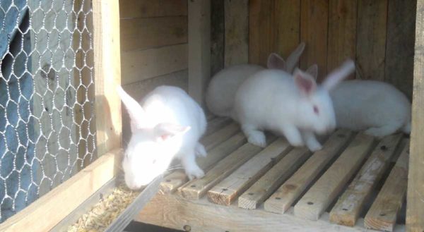 It is better to double the floor in a rabbit cage - the first level is made of wooden planks or metal grating