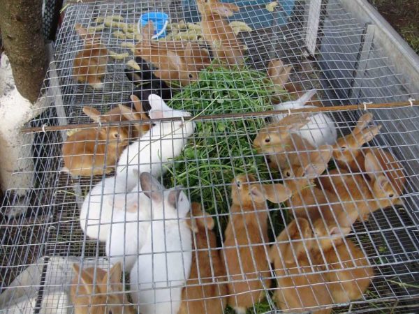 The pen for summer fattening of young stock is fenced with nets