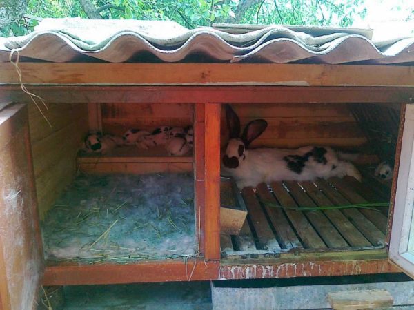There should be enough space for the rabbit to stretch out