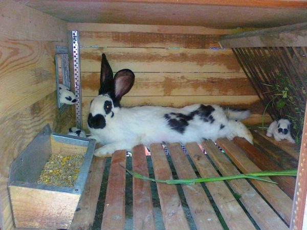 The edges of the wooden feeder, so as not to gnaw, are covered with tin