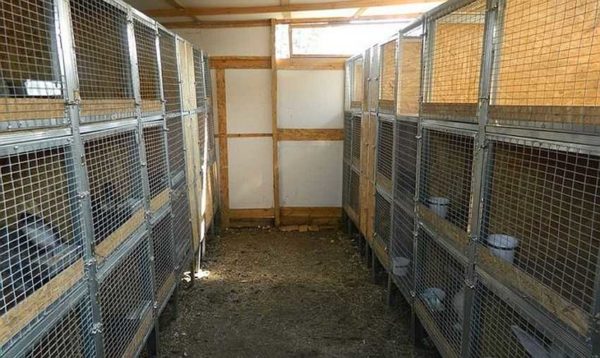 The arrangement of cages in the rabbitry in two rows is convenient