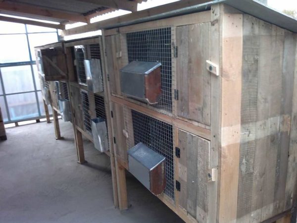 Most often in the rabbitry, the cages are in two tiers. This is the optimal location for maintenance and use of space