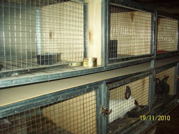 In this rabbitry there are cages made of galvanized profiles and plywood