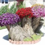 And even a stump, on a spring day ...